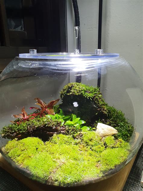 Here is my isopod terrarium : r/isopods