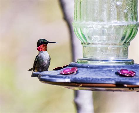 Exploring Birds: Ruby-throated Hummingbird Fact Profile