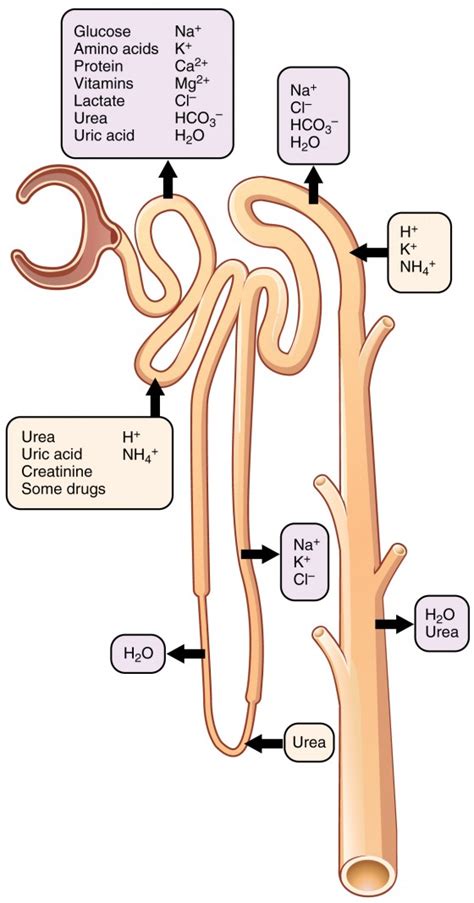 Tubular Reabsorption | Anatomy and Physiology II