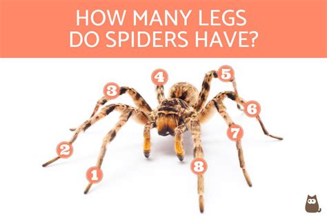 How Many Legs Does a Spider Have? - Functions, Structure, Characteristics