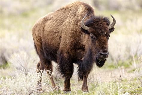 Bison spears woman in Yellowstone National Park - The Hiu