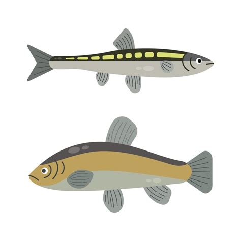 Set of river fish. Fish isolated on white background. Vector illustration. 2024533 Vector Art at ...