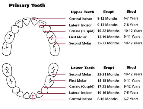 What is a Baby Teeth Chart and How Does it Work? | Peanut