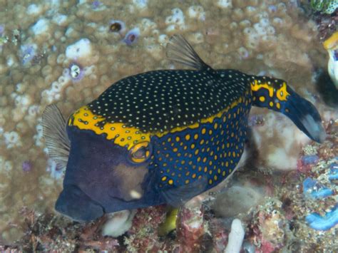 Boxfish: The Cube-Like Cutie of the Oceans Reefs - Ocean Info