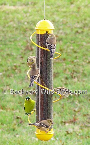 Spiral Goldfinch Bird Feeder