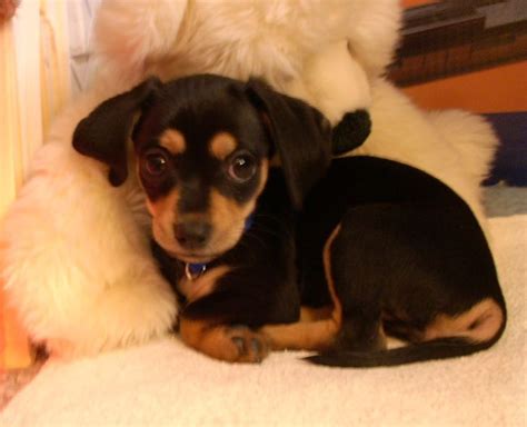 Pepper Finds a Home | Chiweenie puppies, Chiweenie, Baby dogs