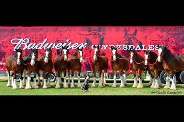 Behind the scenes with the Budweiser Clydesdales – Ohio Ag Net | Ohio's Country Journal