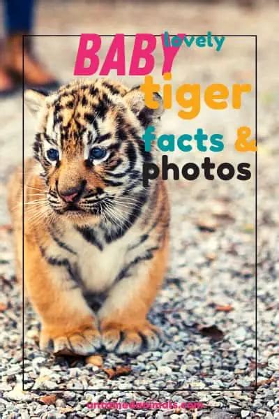 Lovely Baby Tiger Facts & Photos + Wallpapers - UntamedAnimals