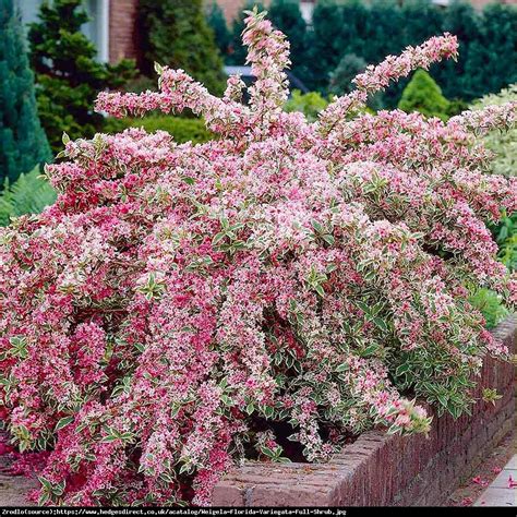 Krzewuszka cudowna Variegata - Weigela florida Variegata