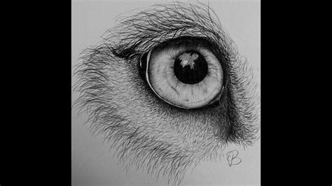 Lion Eye Drawing