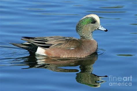 American Widgeon Photograph by Manuel Presti/science Photo Library