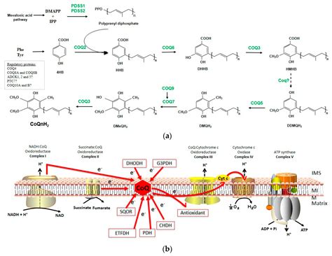 Coenzyme - Coenzyme Und Cofaktoren In Biologie Schulerlexikon Lernhelfer - Maybe you would like ...