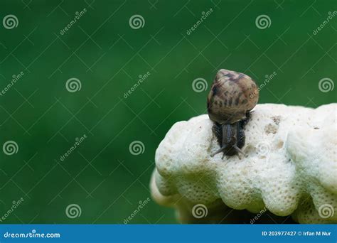 Snails on a coral reef stock image. Image of snail, burgundy - 203977427