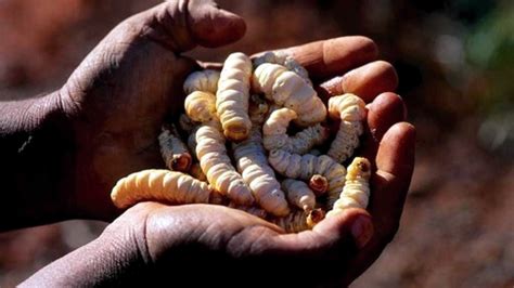 Witchetty grubs still on the menu for nine out of 10 Aboriginals