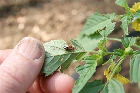 Three-Lined Potato Beetle - Maine Organic Farmers and Gardeners