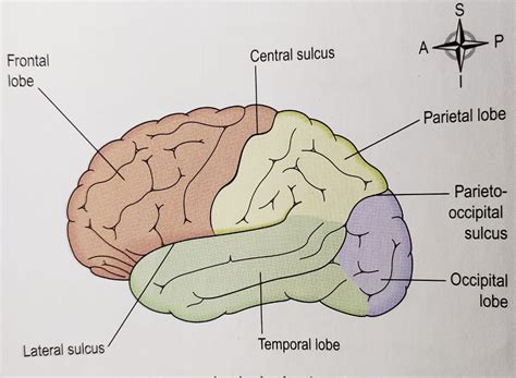 Parts of BRAIN: CEREBRUM Anatomy and MCQs For NEET, GPAT, Staff Nurse, Lab Technician and SSC ...