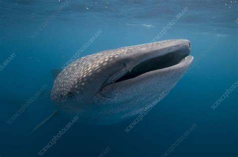 Whale shark plankton feeding - Stock Image - F012/0009 - Science Photo ...