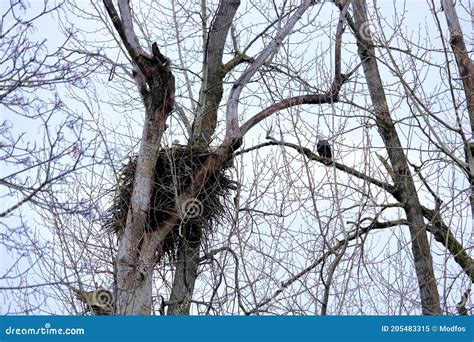 Nesting Eagles and Bare Branches Stock Image - Image of angle, nesting ...