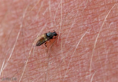 4 little-known facts about black flies that may make you hate them a ...