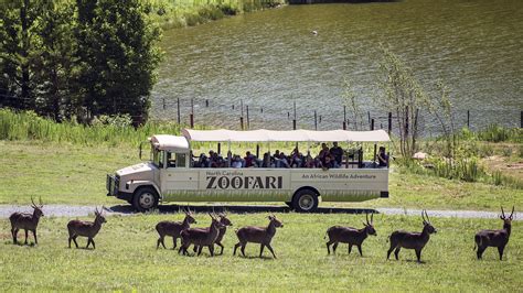 Celebrating 50 years of the North Carolina Zoo - RICtoday