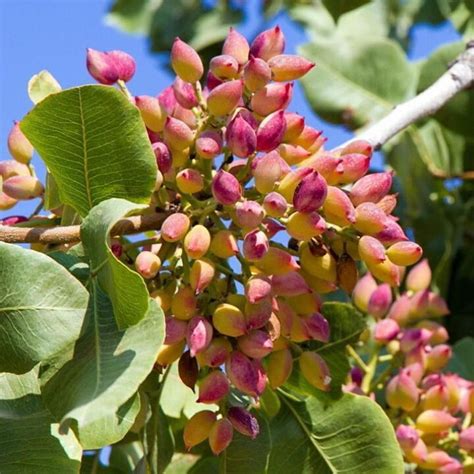 Beautiful pistachio Tree via @soilplantgarden | Pistachio tree, Fruit plants, Pistachio