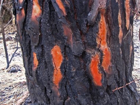 Charring On Bark Of Pine After Fire Free Stock Photo - Public Domain Pictures