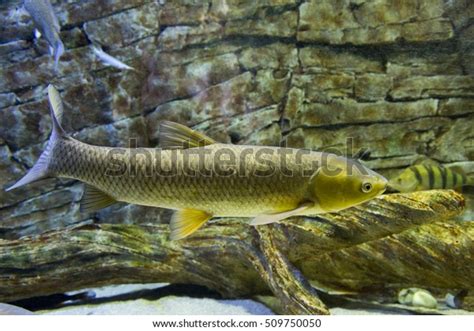 White Amur Fish Big Aquarium Ctenopharyngodon Stock Photo 509750050 ...