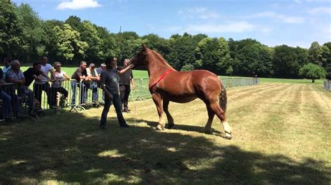 Breton Horse Breed Information, History, Videos, Pictures