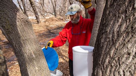 Manitoba's maple syrup season off to a slow start during late, chilly spring | CBC News