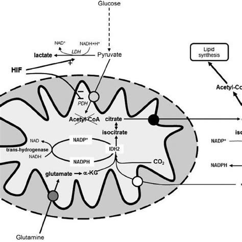 The regulatory role of citrate in the metabolism. Citrate is ...