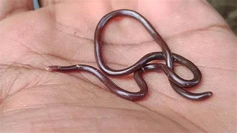 Top 10 Smallest Snakes In The World