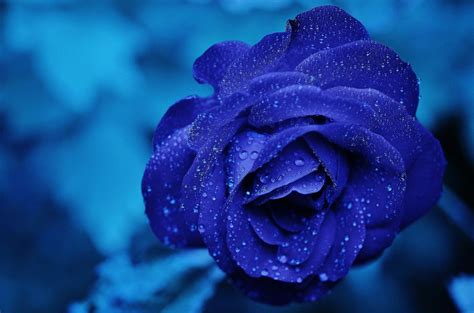 What do Blue Flowers Mean? | Slightly Blue