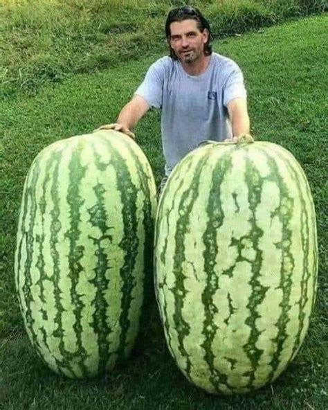 In Calabria, ITALY, the biggest Watermelons in the World 😳 : r/AbsoluteUnits