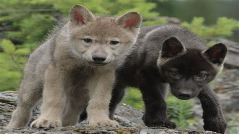 Atención: cachorros de lobo gris por primera vez en Colorado desde 1940 ...