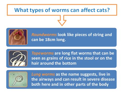 Know your cat worms. | Cat worms, Cats, Types of worms