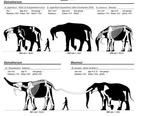 The Largest Beasts to Walk the Earth | Prehistoric animals, Prehistoric wildlife, Prehistoric ...