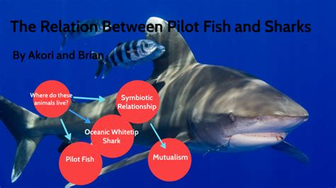 Symbiotic relationships between pilot fish and white-tipped sharks by Akori Johnson on Prezi