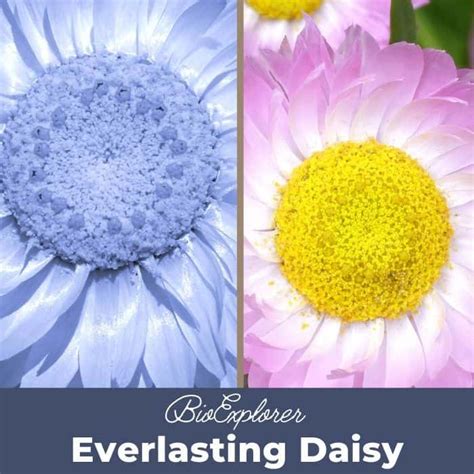 Everlasting Daisy Flower | Rhodanthe Chlorocephala | Wildflower ...