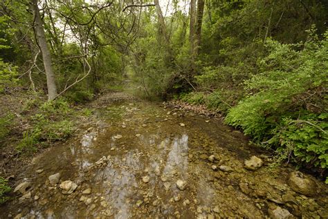 Jollyville Plateau Salamander Habitat | AustinTexas.gov