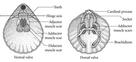 EART27201 - Brachiopods