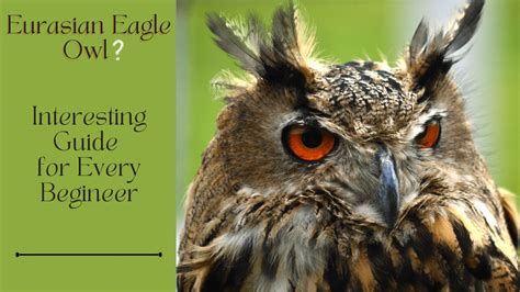 Eurasian Eagle Owl | Interesting Guide for Every Begineer