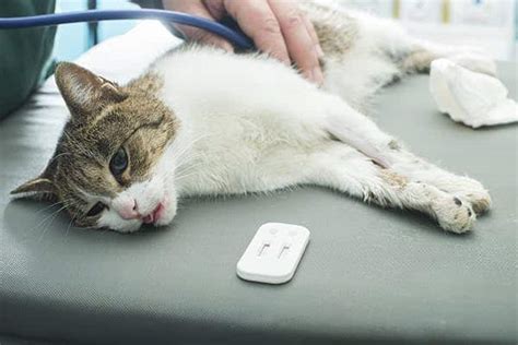 What Should We Know About Cardiac Arrest In Cats? - Cat Lovers