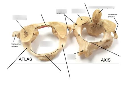 Atlas and Axis Diagram | Quizlet