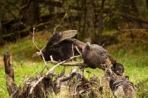 10 Spring Turkey Hunting Tips Every Beginner Should Know