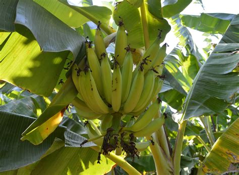 Banana Varieties - Common Banana Types in Kerala