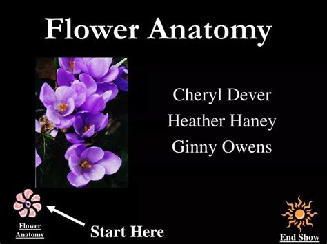 PPT - Flower Anatomy PowerPoint Presentation, free download - ID:336398