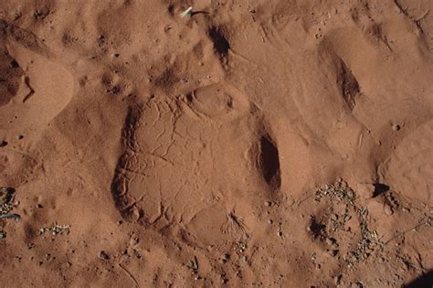 black rhino footprint.jpg | Flickr - Photo Sharing!