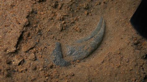 Excavating Dinosaur Claw Fossil, Stock Footage | VideoHive