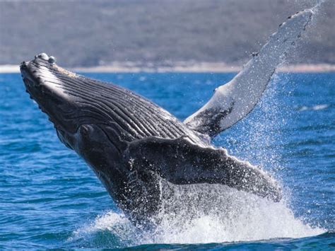 Humpbacks come back early to Jervis Bay - Dolphin Watch Cruises Jervis Bay