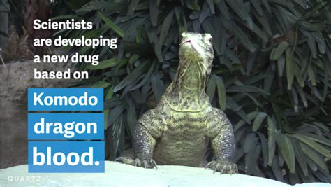 Komodo dragon blood might hold the key to the global antibiotic – resistance crisis ...